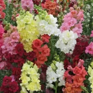 Yougarden Antirrhinum Butterflies X 20 Garden Ready Plants