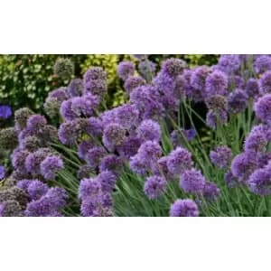 Thompson & Morgan Thompson and Morgan Allium 'Medusa' 7cm Pot x 2