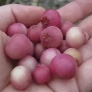 YouGarden Blueberry Pink Lemonade 2L pot - Brown