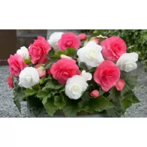 Thompson & Morgan Thompson and Morgan Begonia Nonstop Berries and Cream Mix 20 Tubers