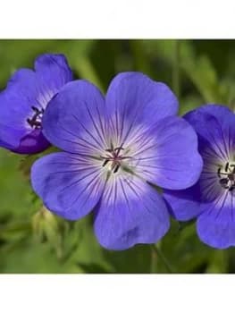 Pair Of Hardy Geranium 'Rozanne' 2L Potted Plants