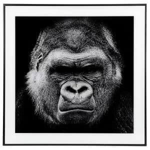 Decor Picture Square Large Gorilla