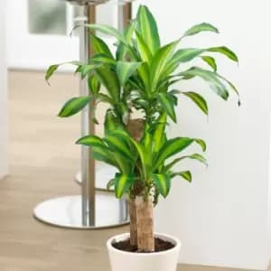 YouGarden Dracaena Fragrans Yellow Coast In 17Cm Grow Pot
