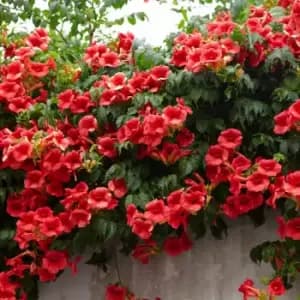 YouGarden Campsis Summer Jazz 'FireTrumpet' in 2L Pot