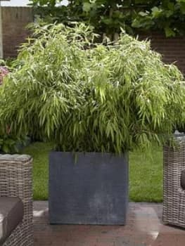 Pair Of Fargesia Rufa 'Fountain Bamboos' 2L Pot 70-80Cm Tall