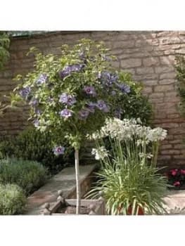 Standard Hibiscus 'Marina Blue' 3L