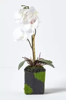Small White Phalaenopsis Artificial Orchid in Black Pot, 30cm Tall