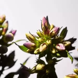 Rituals Savage Garden Parfum d'Interieur 500ml