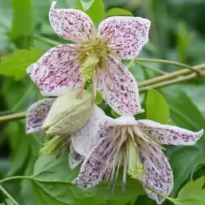 Thompson & Morgan Clematis Advent Bells 7cm Pot x 2