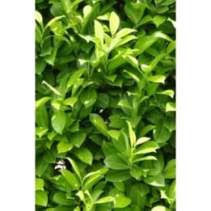 Pack of 10 Cherry Laurel Hedging Plants