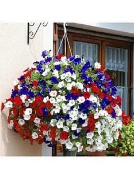 Patriotic Petunia Basket/Planter Pluig Mix X 12
