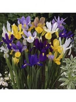 Dutch Iris Mixed X 100 Bulbs