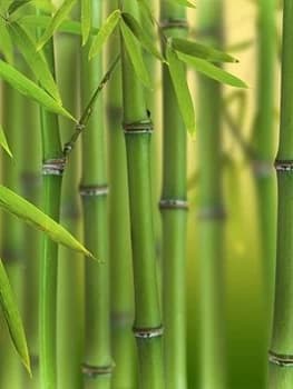 Green Bamboo Phyllostachys Bisettii 2L Pot