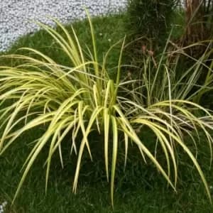 Thompson & Morgan Grass Acorus Gramineus Ogon 9cm Pot x 2