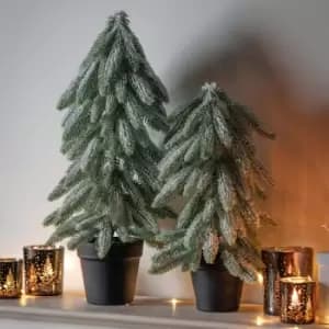 Crossland Grove Snowy Spruce With Pot 590mm