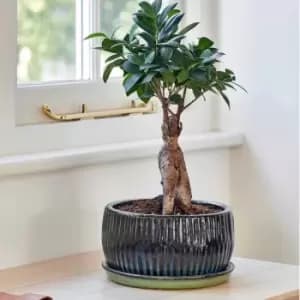 Ivyline Emerald Round Reactive Glaze Bonsai Planter Set Of 2