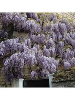 Wisteria Climber Blue 3L 1.2M Tall