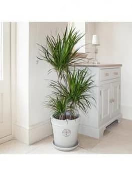 Dracaena Marginata 3 Stem 60 30 15Cm