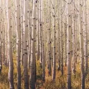 Grandeco Multicolour Birch Tree Matt Mural