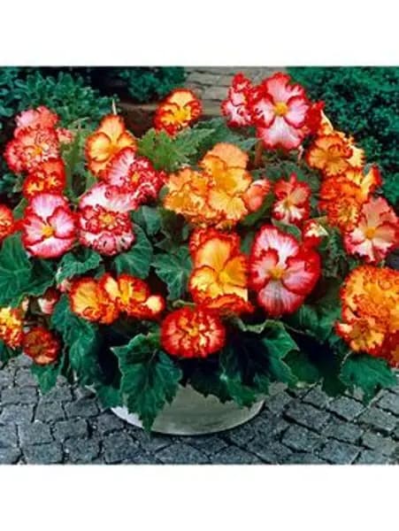 YouGarden Begonia Marginata Mixed - 10 tubers - Size 10 tubers