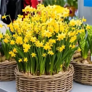 YouGarden Narcissus Tete a Tete 30 bulbs size 8/10 - Brown