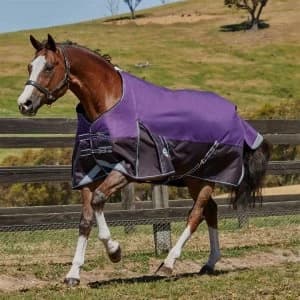 Weatherbeeta ComFiTec Plus Dynamic Standard Medium Light Turnout - Purple/Black