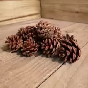 Festive Pack of 12 x 4.5cml Natural Decorative Pinecones for Wreaths & Garlands