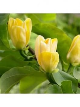 Magnolia Brook.'Yellow Bird' 3L