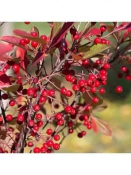 Aronia Arbutifolia 'Brillant' 3L