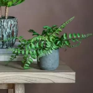 Crossland Grove Potted Royal Fern 250X250X270Mm