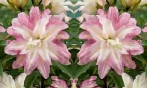Tree Lily Crystal Collection: Three of Each Varieties/Nine Bulbs