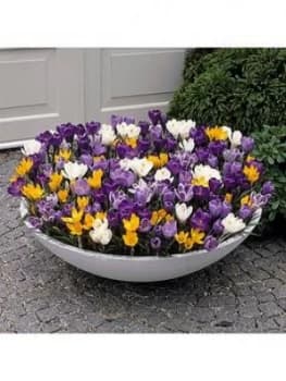 Giant Flowered Crocus X 100 Bulbs