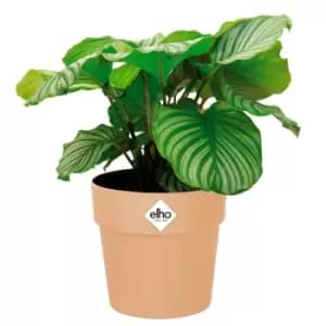 Plant Pot Nude 5.5x5.1 IN 1,3L