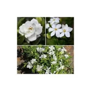 Gardenia Collection 9cm x 3