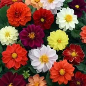 Yougarden Dahlia Figaro Mix X 20 Garden Ready Plants