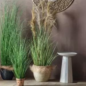 Crossland Grove Pampas Grass W/7 Heads 500X500X1700Mm