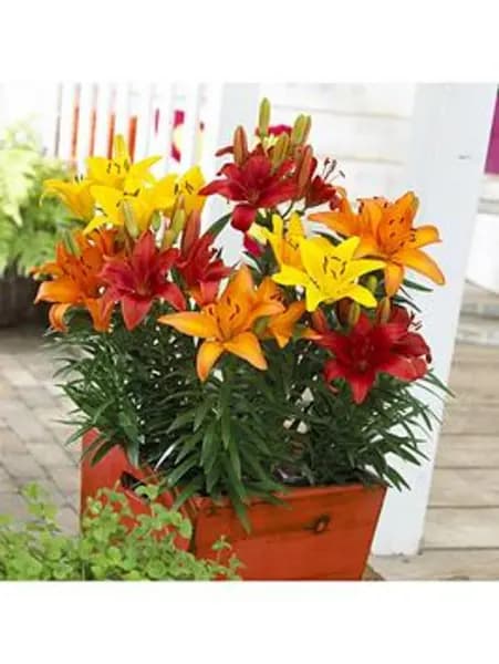 YouGarden Carpet Lilies Flame Mix Bulbs - 10, size 12/14 - Size 10 Bulbs