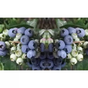 Thompson & Morgan Thompson and Morgan Blueberry Elliot 9cm pot x 1