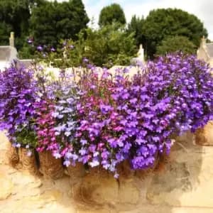 Pack of 20 Lobelia Fountain Mix Plants