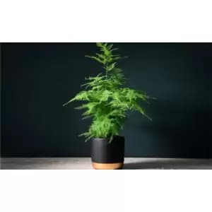 Thompson & Morgan Thompson and Morgan Lace Fern- Asparagus Fern 13cm pot x 2