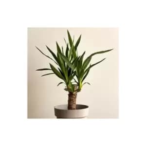 Yucca single stem 11cm
