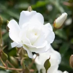 YouGarden Rose 'Iceberg'