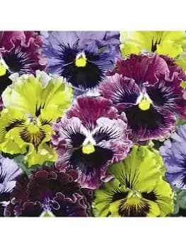 Pansy Frizzle Sizzle Mix (20 Garden Ready Plants)