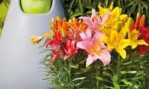 Lily Joy Mixed Bulbs: 10