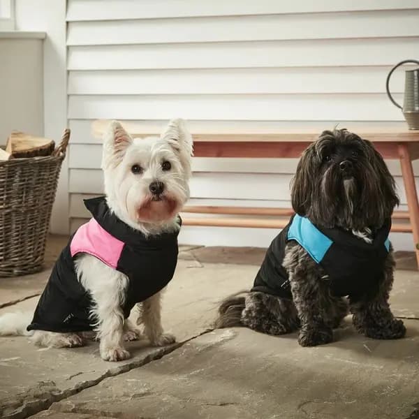 BUNTY Dog Puppy Pet Warm Insulated Padded Coat Thick Winter Puffer Jacket Clothes - Blue - Medium AFRA-HG-PET-0046_BL-M