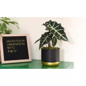 Thompson & Morgan Thompson and Morgan Alocasia amazonica (Elephant Ear Plant) 11cm Pot x 1