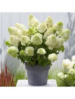 Hydrangea Paniculata 'Skyfall' 3L