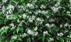 Suttons Trachelospermum Jasminoides Plants: One