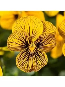 Viola Sorbet Tiger Eye 20 Garden Ready Plants