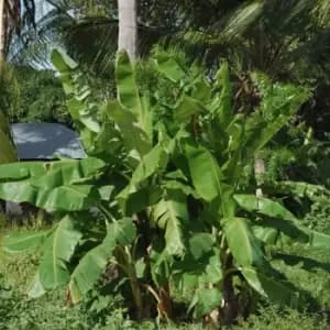 YouGarden Hardy Japanese Banana 'musa Basjoo' 70Cm Tall